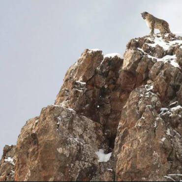 Photo du film La panthère des neiges © Vincent Munier