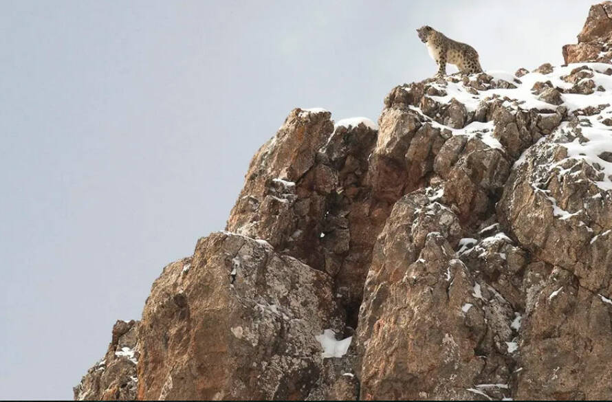 Photo du film La panthère des neiges © Vincent Munier