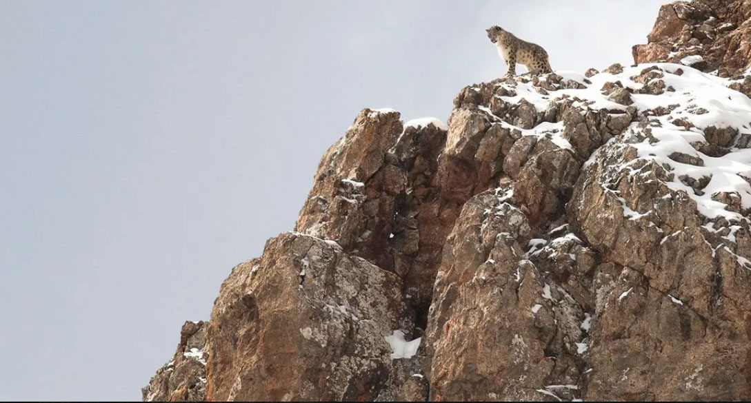 Photo du film La panthère des neiges © Vincent Munier